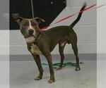 Small #1 American Pit Bull Terrier