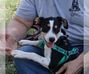 Ireland - Female Aussiedor Dog for Adoption - Photo #4