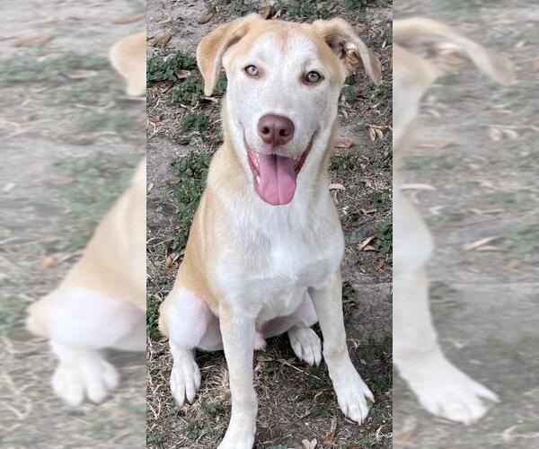 Medium Photo #2 Huskies -Labrador Retriever Mix Puppy For Sale in Texas City, TX, USA