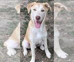 Small #1 Huskies -Labrador Retriever Mix