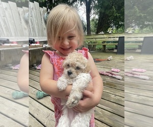 Maltipoo Puppy for Sale in GREEN BAY, Wisconsin USA