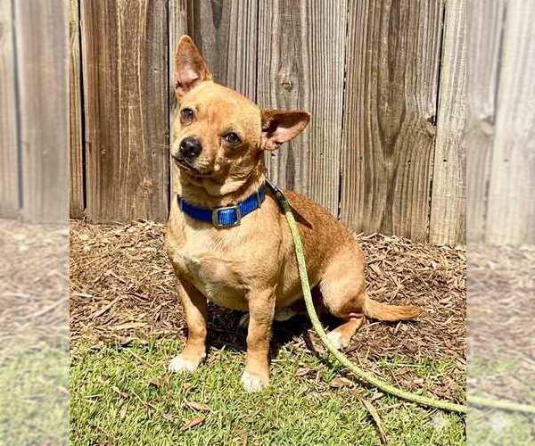 Medium Photo #6 Chihuahua Puppy For Sale in Kennesaw, GA, USA