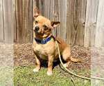 Small #5 Chihuahua