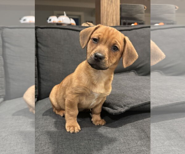 Medium Photo #3 Dachshund-Unknown Mix Puppy For Sale in Plainfield, IL, USA