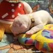 Small Photo #22 Dogo Argentino Puppy For Sale in JANE, MO, USA