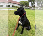 Small #1 Pug Mix