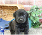 Small #3 Labrador Retriever