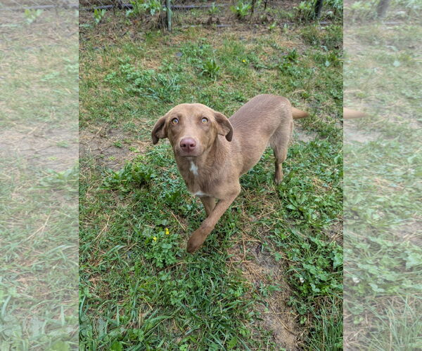 Medium Photo #3 Mutt Puppy For Sale in Calhoun, GA, USA