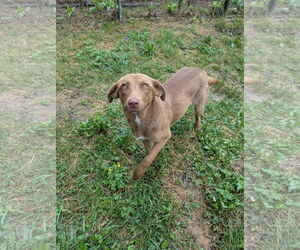 Karmin - Female Mutt Dog for Adoption - Photo #3