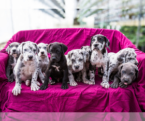 Great Dane Puppy for Sale in WAKARUSA, Indiana USA