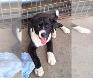 Labrador Retriever-Unknown Mix Dogs for adoption in House Springs, MO, USA