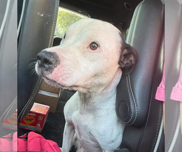 Medium Photo #4 Mutt Puppy For Sale in Rustburg, VA, USA