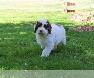 Bernedoodle Puppy for sale in CARLOCK, IL, USA