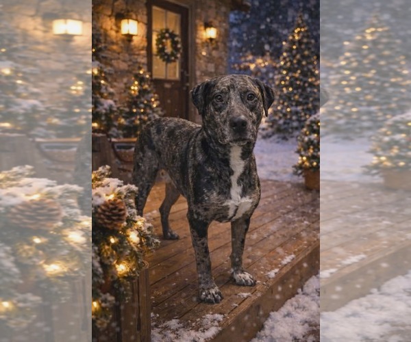 Medium Photo #6 Australian Shepherd-Unknown Mix Puppy For Sale in Rustburg, VA, USA