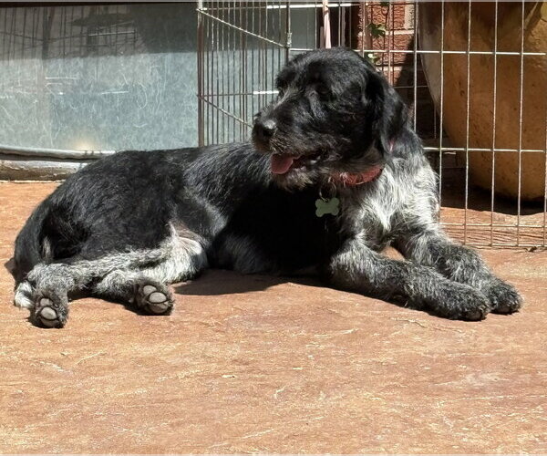 Medium Photo #2 Mutt Puppy For Sale in Des Moines, IA, USA
