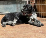 Small #1 Mutt