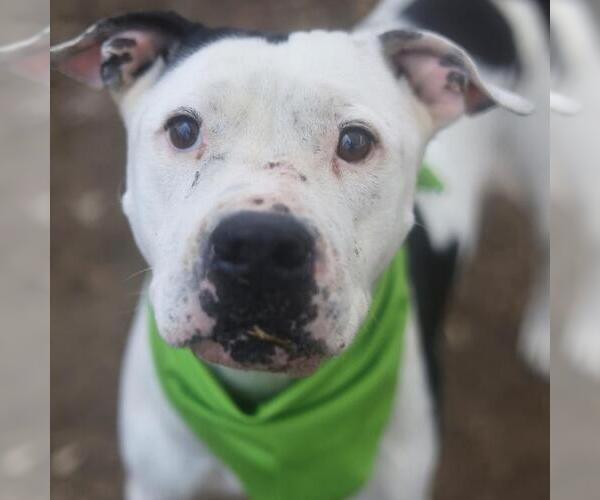 Medium Photo #1 American Staffordshire Terrier Puppy For Sale in San Antonio, TX, USA