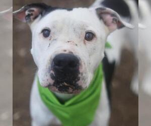 American Staffordshire Terrier Dogs for adoption in San Antonio, TX, USA