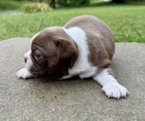 Boston Terrier Puppy for sale in GARFIELD, AR, USA