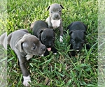 Small Photo #15 Staffordshire Bull Terrier Puppy For Sale in HOUSTON, TX, USA