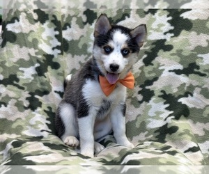 Pomsky Puppy for Sale in LAKELAND, Florida USA