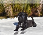 Small #5 Pug