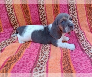 Basset Hound Puppy for sale in SALEM, WV, USA