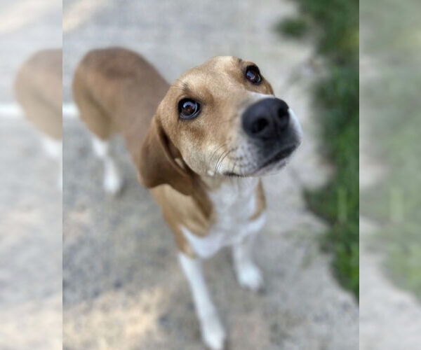 Medium Photo #3 Mutt Puppy For Sale in Woodbury, NY, USA