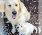 Small Photo #15 English Cream Golden Retriever Puppy For Sale in EL CAMPO, TX, USA