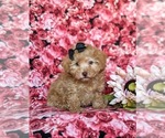 Small Photo #1 Poodle (Toy) Puppy For Sale in CHRISTIANA, PA, USA