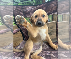 Anatolian Shepherd-Great Pyrenees Mix Puppy for Sale in MAGNOLIA, Texas USA