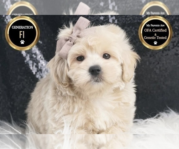 Medium Photo #14 Maltipoo Puppy For Sale in WARSAW, IN, USA