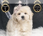 Small #6 Maltipoo