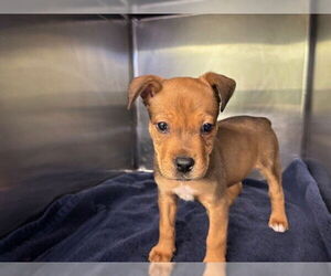Boxer-Unknown Mix Dogs for adoption in Grand Prairie, TX, USA