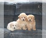 Small Photo #2 Bichpoo Puppy For Sale in RISING SUN, MD, USA
