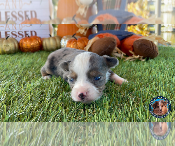 Medium Photo #9 Miniature Australian Shepherd Puppy For Sale in GRANBURY, TX, USA