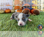 Small Photo #9 Miniature Australian Shepherd Puppy For Sale in GRANBURY, TX, USA