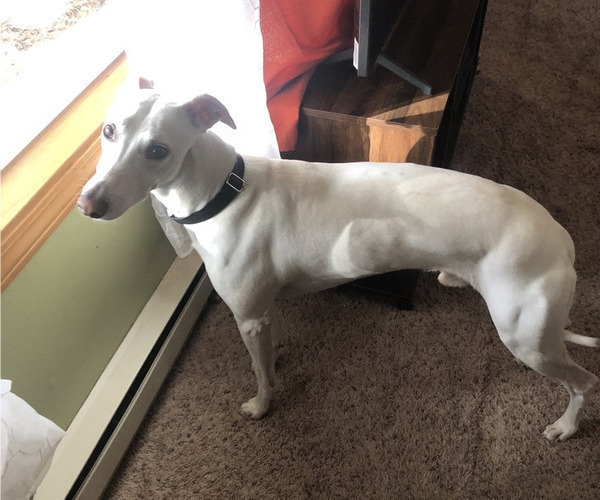 Medium Photo #1 Whippet Puppy For Sale in NAMPA, ID, USA