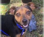 Small Photo #2 Rat Terrier-Unknown Mix Puppy For Sale in Canton, CT, USA