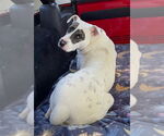Small #2 American Staffordshire Terrier Mix