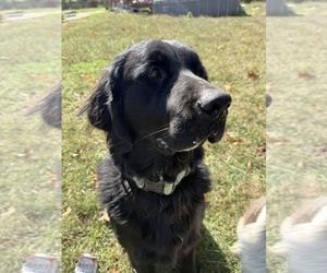 Mother of the Newfoundland puppies born on 11/19/2025