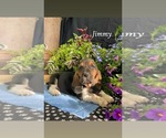 Puppy Jimmy Basset Hound