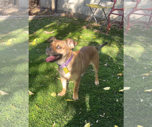 Medium Photo #9 Dachshund-Unknown Mix Puppy For Sale in Sandy, UT, USA