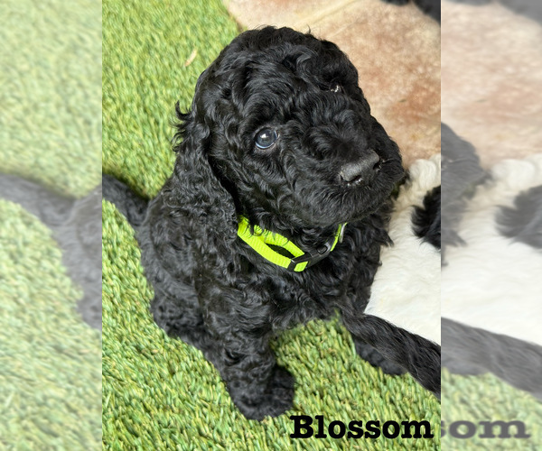 Medium Photo #5 Goldendoodle Puppy For Sale in ROSAMOND, CA, USA