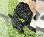 Puppy 4 Goldendoodle