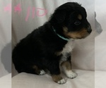Small #35 Australian Shepherd