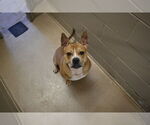 Small #1 American Pit Bull Terrier Mix