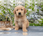 Puppy Lumen Golden Retriever