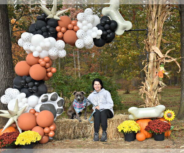 Medium Photo #12 American Pit Bull Terrier Puppy For Sale in Spring Lake, NJ, USA