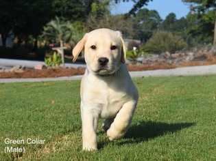 Labrador Retriever Puppy for sale in WARRENVILLE, SC, USA